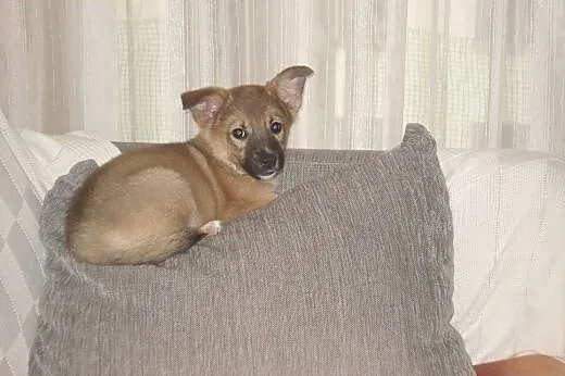 Cin Cin - szczemiak, 8 tygodni - do adopcji ,  maz
