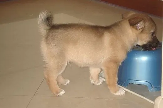 Cin Cin - szczemiak, 8 tygodni - do adopcji ,  maz