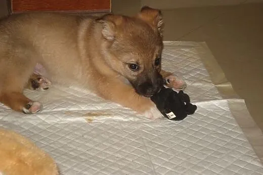 Cin Cin - szczemiak, 8 tygodni - do adopcji ,  maz