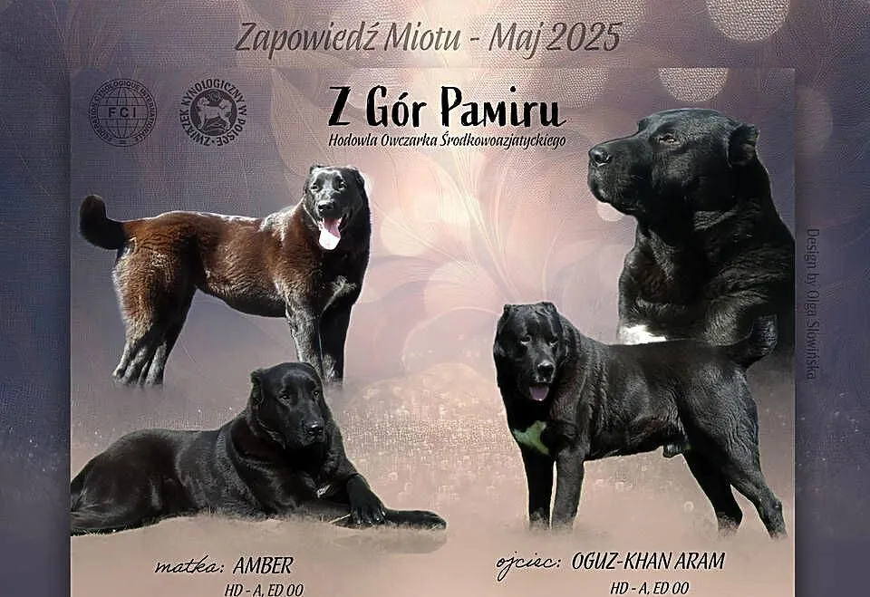 Owczarek Środkowoazjatycki - szczeniaki, Wielkopolskie, Konin