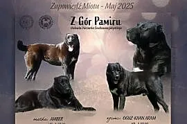 Owczarek Środkowoazjatycki - szczeniaki