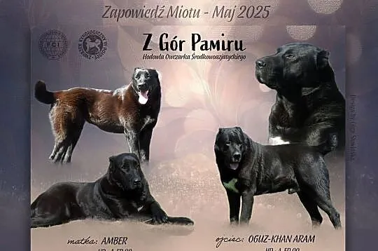 Owczarek Środkowoazjatycki - szczeniaki, Wielkopolskie, Konin