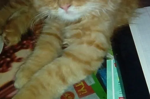 Kotek perski.,  śląskie Czeladź