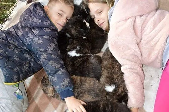 Akita japońska - pręgowane pieski, Dolnośląskie, Stara Morawa