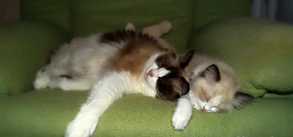 Rodowodowe kocięta ragdoll z domowej hodowli