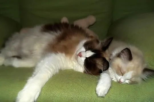 Rodowodowe kocięta ragdoll z domowej hodowli