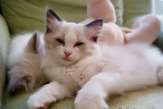 Rodowodowe kocięta ragdoll z domowej hodowli