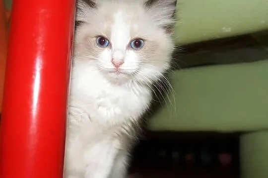 Rodowodowe kocięta ragdoll z domowej hodowli