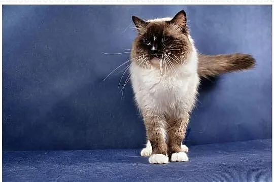 Rodowodowe kocięta ragdoll z domowej hodowli