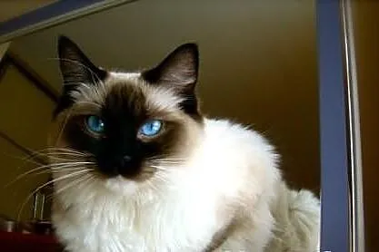 Rodowodowe kocięta ragdoll z domowej hodowli