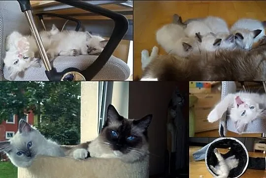 Rodowodowe kocięta ragdoll z domowej hodowli