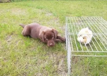 Labrador Retriever szczenieta czekoladowe, szczeniaki, , Zielona Góra