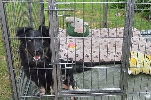 Niepełnosprawny Afir, który kocha wszystkich szuka