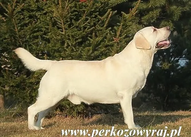 Champion Polski - Reproduktor wysokiej klasy Labra
