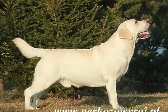 Champion Polski - Reproduktor wysokiej klasy Labra