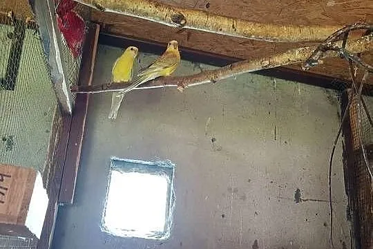 Sprzedam papugi widoczne na zdjęciu