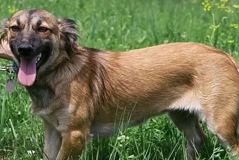 FIGA - 10 kg sunia która kocha ludzi, dzieci do ad