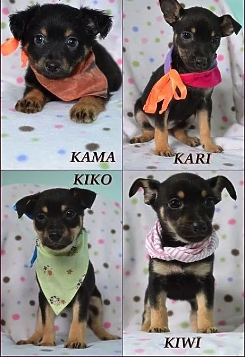 Mięciutkie szczeniaczki do adopcji :), warmińsko-