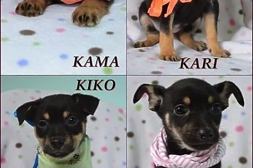 Mięciutkie szczeniaczki do adopcji :),  warmińsko-