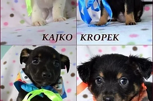 Mięciutkie szczeniaczki do adopcji :),  warmińsko-
