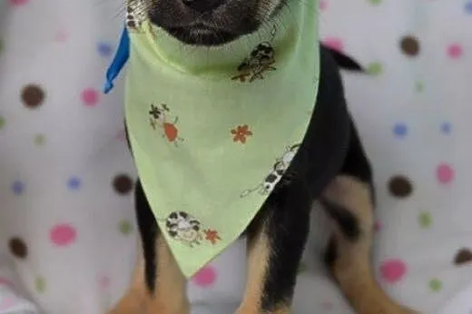 Mięciutkie szczeniaczki do adopcji :),  warmińsko-