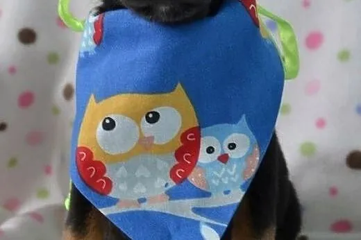 Mięciutkie szczeniaczki do adopcji :),  warmińsko-