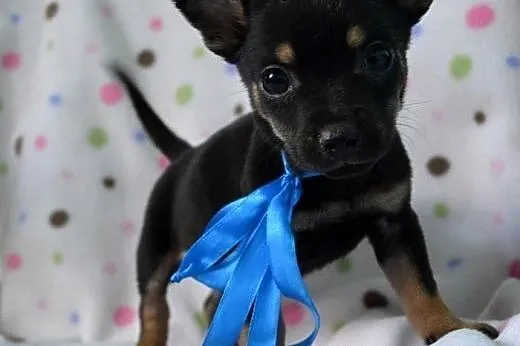 Mięciutkie szczeniaczki do adopcji :),  warmińsko-