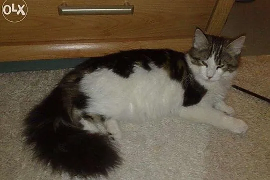 Nowy miot Maine Coon w hodowli Da Vinci*PL Warszaw
