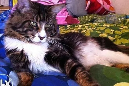 Nowy miot Maine Coon w hodowli Da Vinci*PL Warszaw