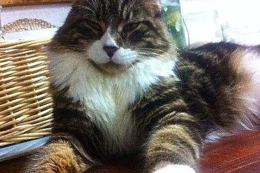 Nowy miot Maine Coon w hodowli Da Vinci*PL Warszaw