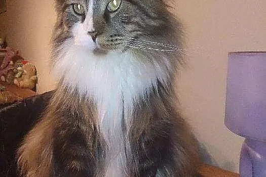 Nowy miot Maine Coon w hodowli Da Vinci*PL Warszaw