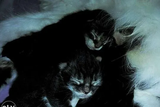 Nowy miot Maine Coon w hodowli Da Vinci*PL Warszaw