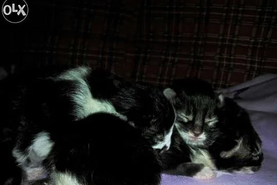 Nowy miot Maine Coon w hodowli Da Vinci*PL Warszaw