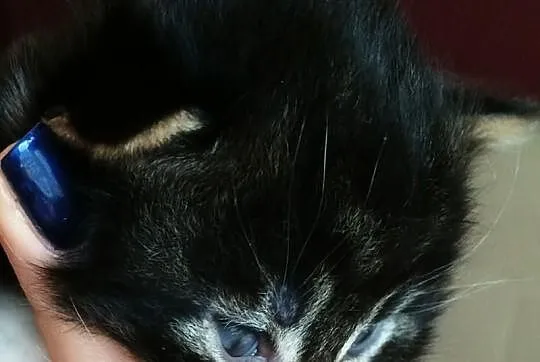 Nowy miot Maine Coon w hodowli Da Vinci*PL Warszaw