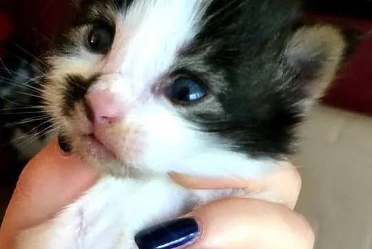 Nowy miot Maine Coon w hodowli Da Vinci*PL Warszaw