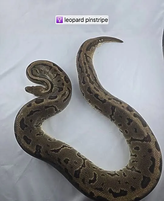 Wąż pyton królewski, python regius samica dorosła, Dolnośląskie, Wrocław
