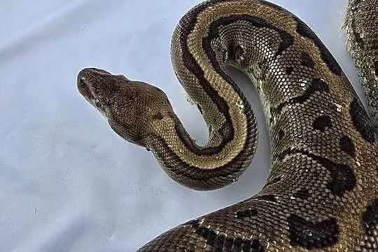 Wąż pyton królewski, python regius samica dorosła, Dolnośląskie, Wrocław