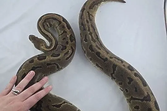 Wąż pyton królewski, python regius samica dorosła, Dolnośląskie, Wrocław
