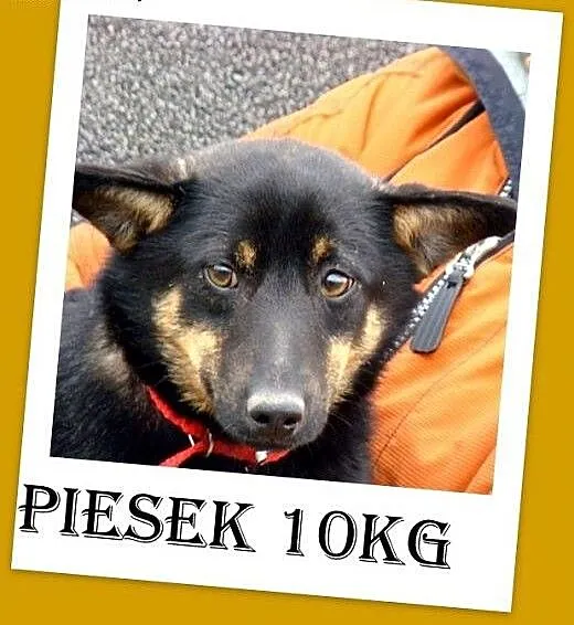 10kg,mały,łagodny,tulaśny,przyjazny,towarzyski pie