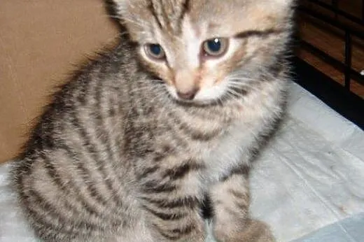 Biszkoptowy Flawiusz do adopcji!!!,  łódzkie Łódź