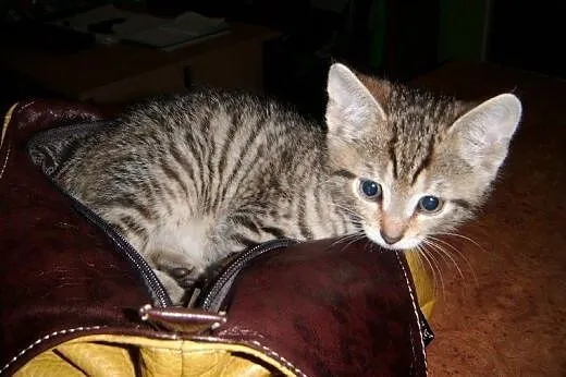 Biszkoptowy Flawiusz do adopcji!!!,  łódzkie Łódź