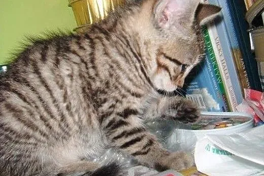 Biszkoptowy Flawiusz do adopcji!!!,  łódzkie Łódź