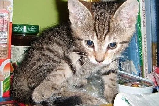 Biszkoptowy Flawiusz do adopcji!!!,  łódzkie Łódź