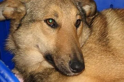 Piękna NESKA szuka domu,  mazowieckie Józefów