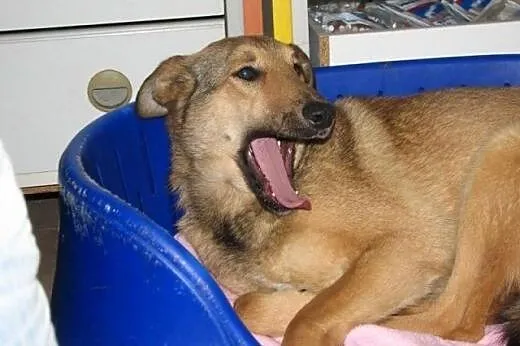 Piękna NESKA szuka domu,  mazowieckie Józefów