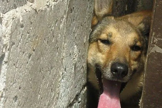 Piękna NESKA szuka domu,  mazowieckie Józefów