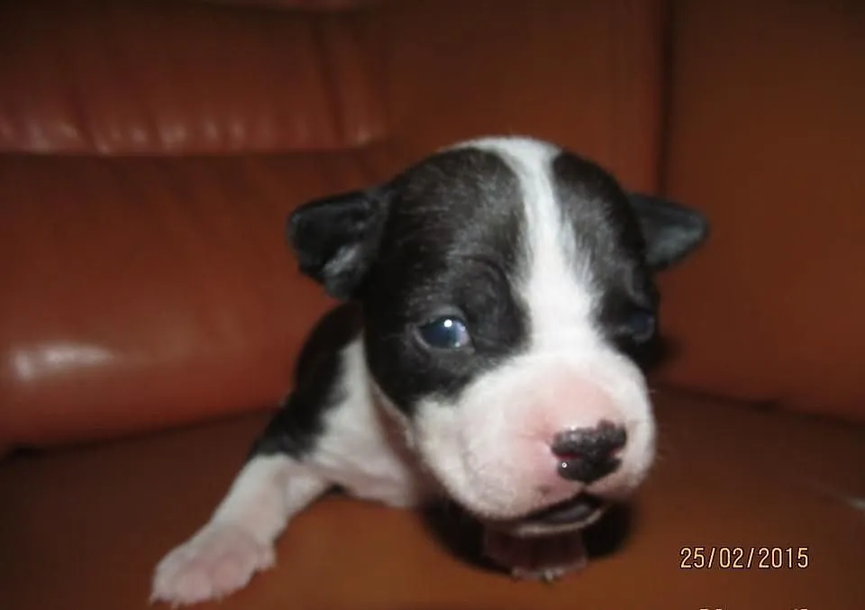 Amstaff piesek