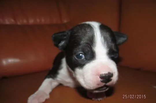 Amstaff piesek