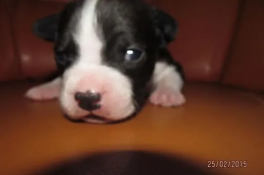 Amstaff piesek