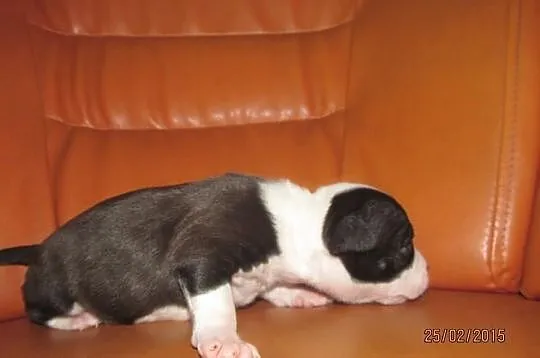 Amstaff piesek